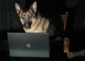 Hund am Computer.jpg