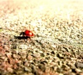 Bugs life.jpg