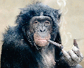 Rauchender Affe.gif
