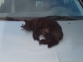 Katze auf Motorhaube.jpg