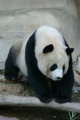 Panda-niedlich.jpg