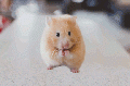 Hamster-7.gif