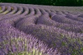 Lavendel2.jpg
