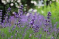 Lavendel1.jpg