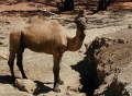 Ein Kamel.jpg