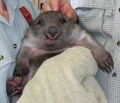 Gerissener Wombat.jpg