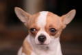 Skeptical Chihuahua.jpg