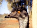 Grosser emu.jpg