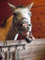 Lachendes pferd.jpg