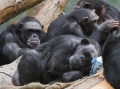 Schimpansen.jpg