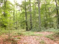 Mixed-forest.jpg