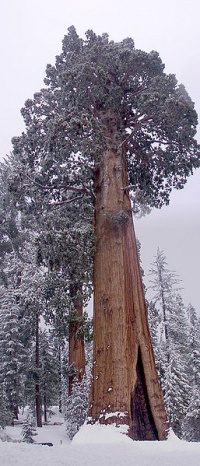 257px-General Grant tree.jpg